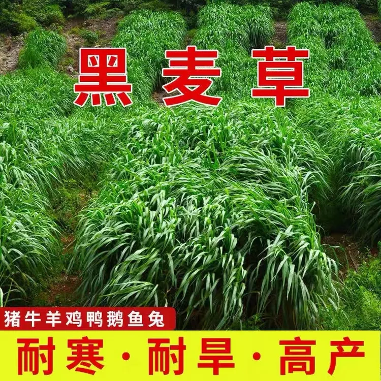 黑麦草种子春秋播种耐寒再生多次收割生长速度快优质牛羊牧草种籽商品图