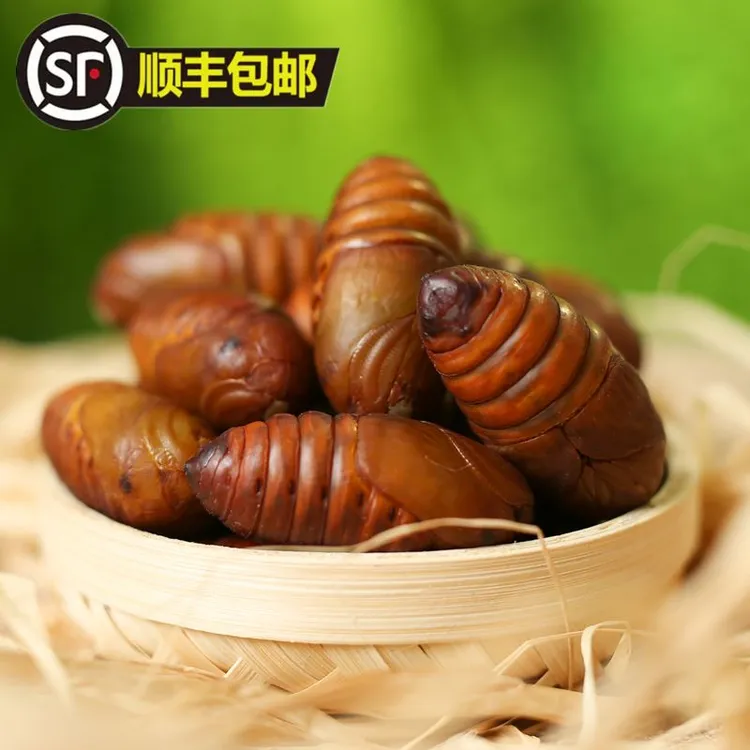 新蛹东北特产大黄柞蚕蛹新鲜活蝉蛹大黑蛹活体大茧蛹500g顺丰包邮