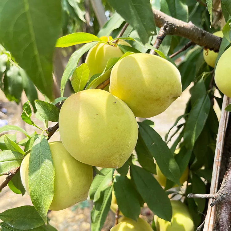 湖南本地脆蜜桃青脆桃脆甜爽口皮薄多汁新鲜应季水果现摘现发