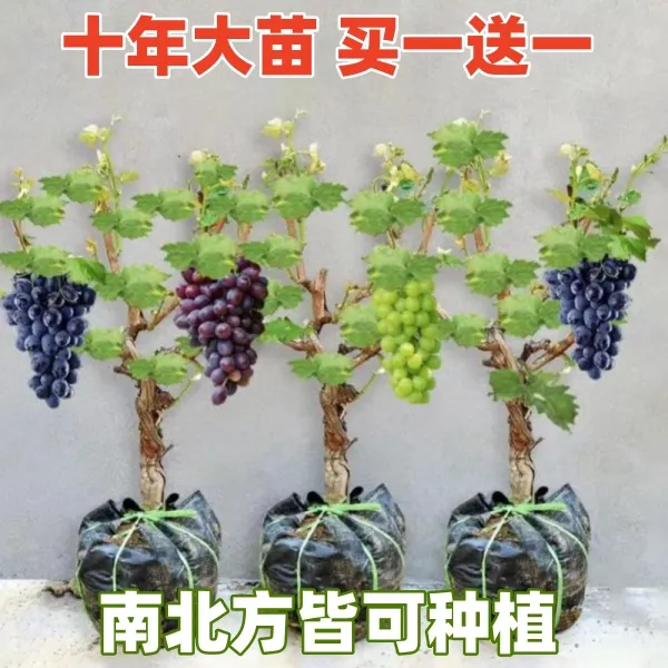 【39.9发2棵】精品十年葡萄大苗盆栽地栽南北方均可成活耐寒果树苗