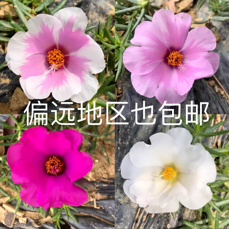 单瓣太阳花苗枝条大花带花苞宿根针叶牡丹半枝莲耐晒耐热绿植