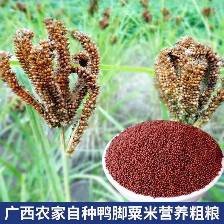 广西农家鸭爪粟新鲜红黄粟米鸭脚粟五谷杂粮一级小婴儿枕头料拳粟