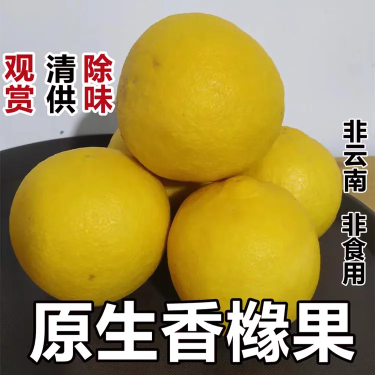 香橼果香泡江苏新鲜香圆果[非水果]香园枸橼清供果非佛手果