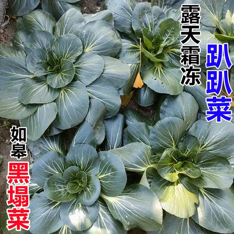 如皋黑塌菜[]另有菜子 农家露天霜冻黑塔菜趴趴菜 