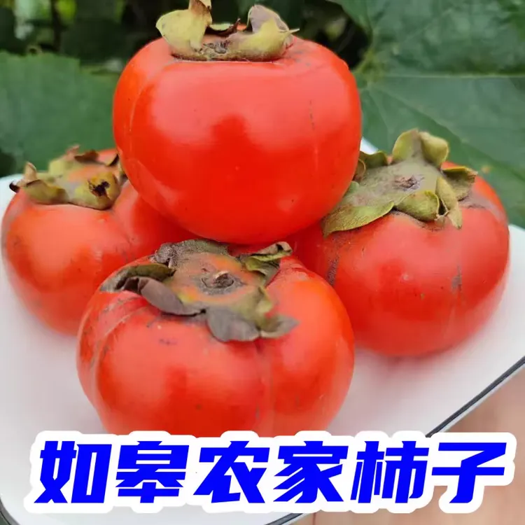 如皋农家柿子梅花方柿子新鲜薄皮甜软柿子小方柿子