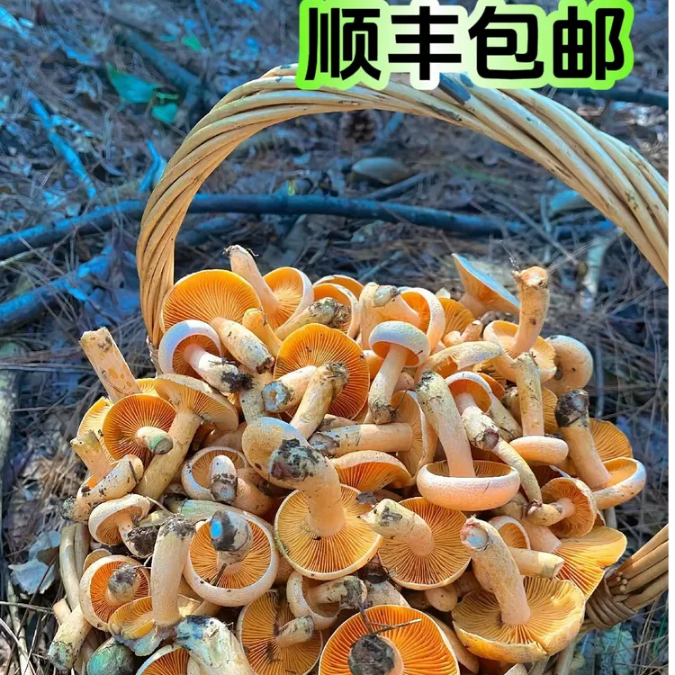顺丰包邮山区野生新鲜黄枞菌谷熟菌松树菌