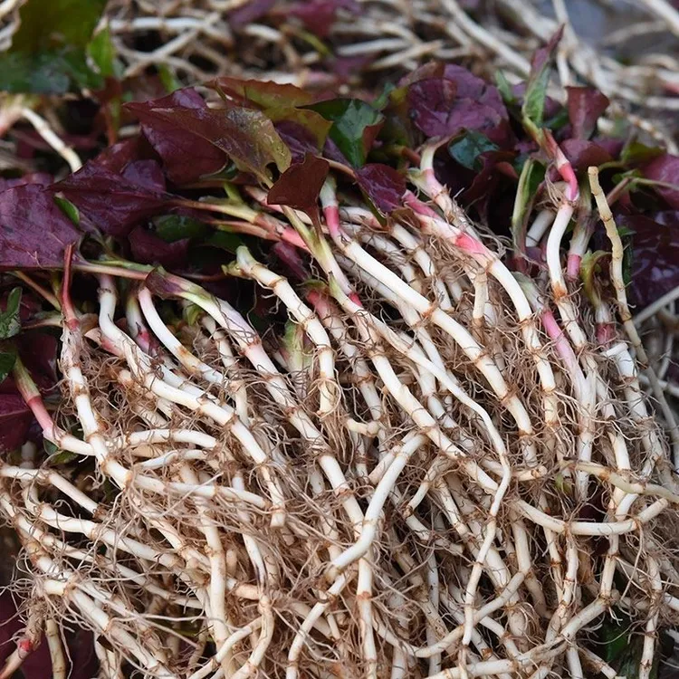 贵州野生新鲜鱼腥草现挖现发包邮折耳根新鲜嫩根纯天然现挖一整箱