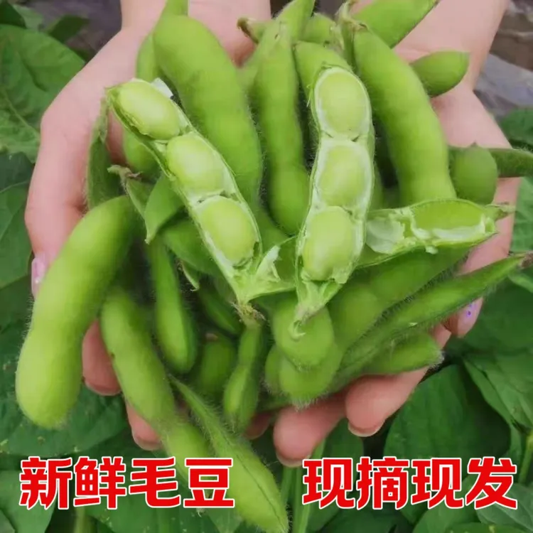 湖北新鲜毛豆带壳农家自种现摘露天毛豆角青毛豆3/5斤不泡水农家