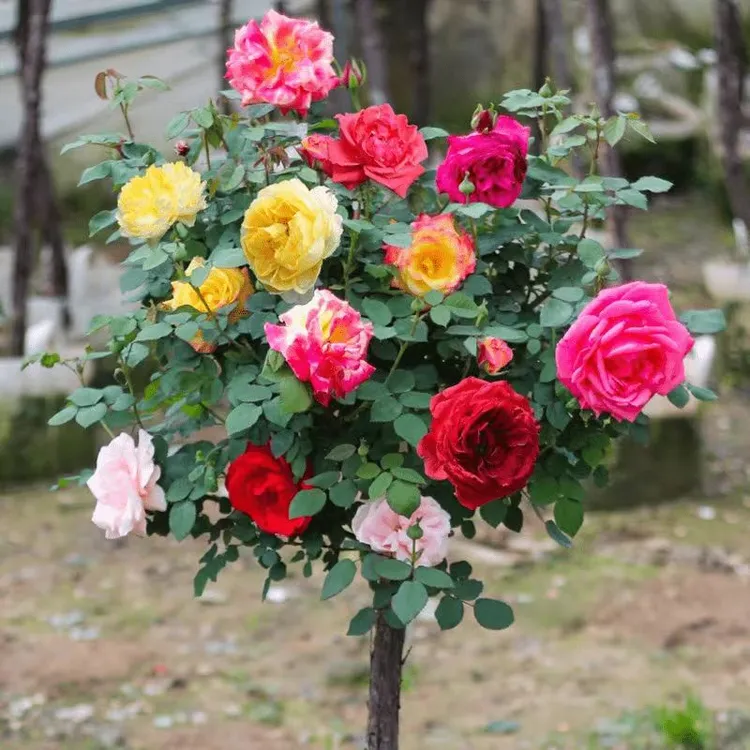 嫁接树桩月季嫁接树状棒棒糖月季耐寒浓香型大花月季批发阳台庭院
