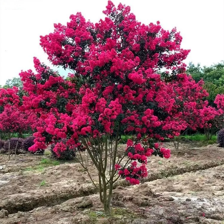 紫薇花树苗红火箭天鹅绒紫薇百丽紫薇紫精灵摩卡紫薇树苗