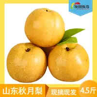领创甄选正宗山东秋月梨当季新鲜现摘现发4.5斤装汁水脆甜多汁sss