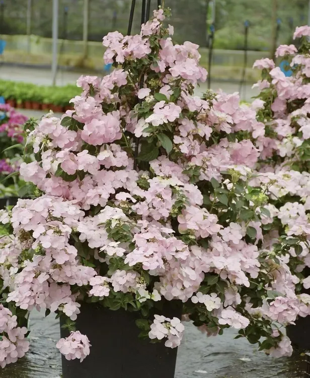 粉色逃跑新娘绣球花五加仑盆栽庭院阳台种植