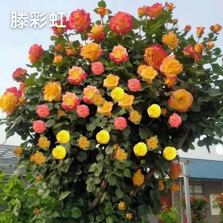 《滕彩虹》多季节开花五颜六色，生命力顽强抗晒抗冻抗雨淋！