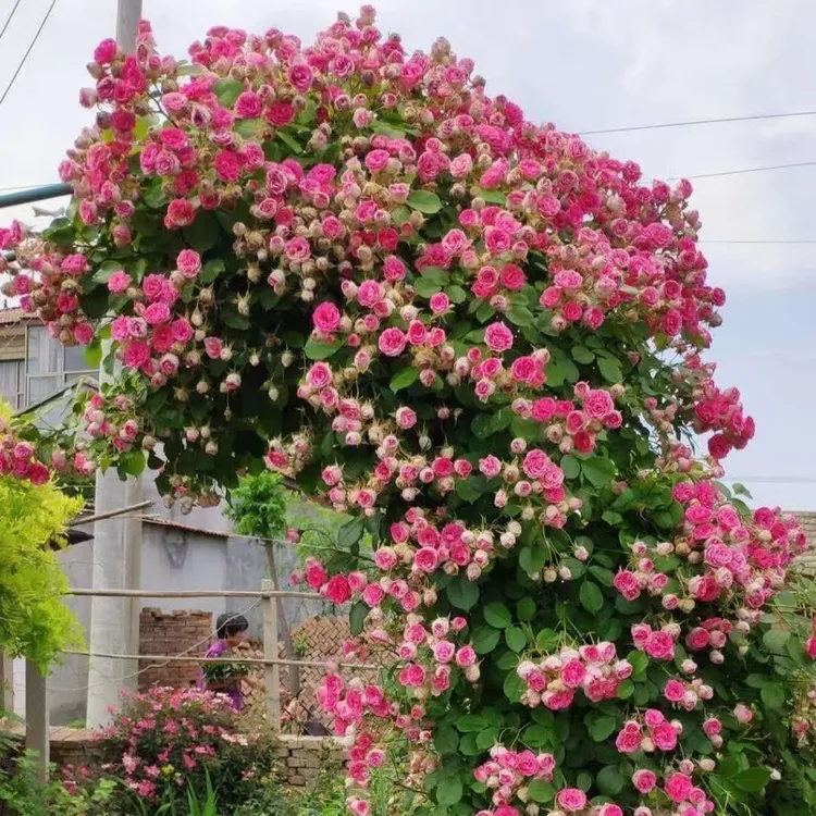 胭脂扣爬藤月季四季开花蔷薇花苗爆花品种耐阴南北方都可以种植