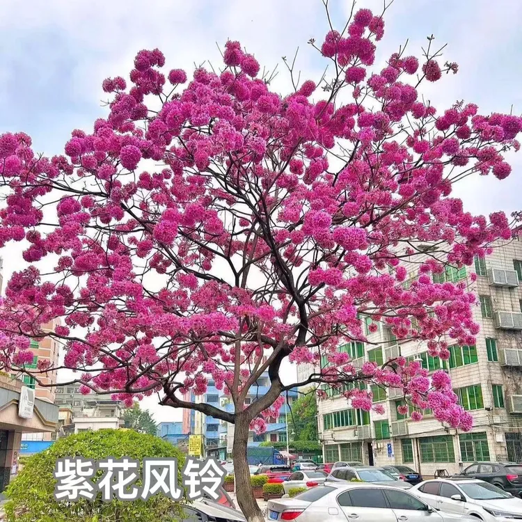 正宗紫花风铃木树苗多花小苗园林观景庭院别墅黄花风铃木风景树