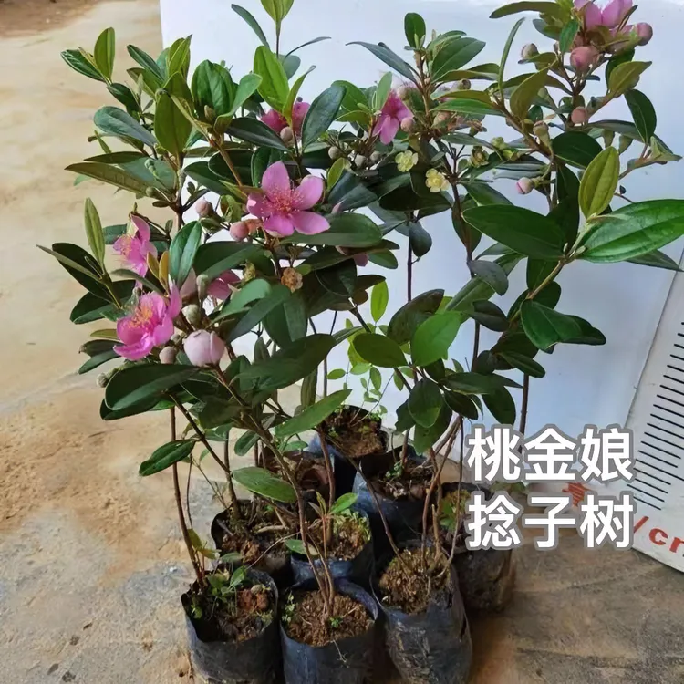 桃金娘树苗捻子苗四季种植常青名贵苗木庭院精选绿化观赏盆栽名贵