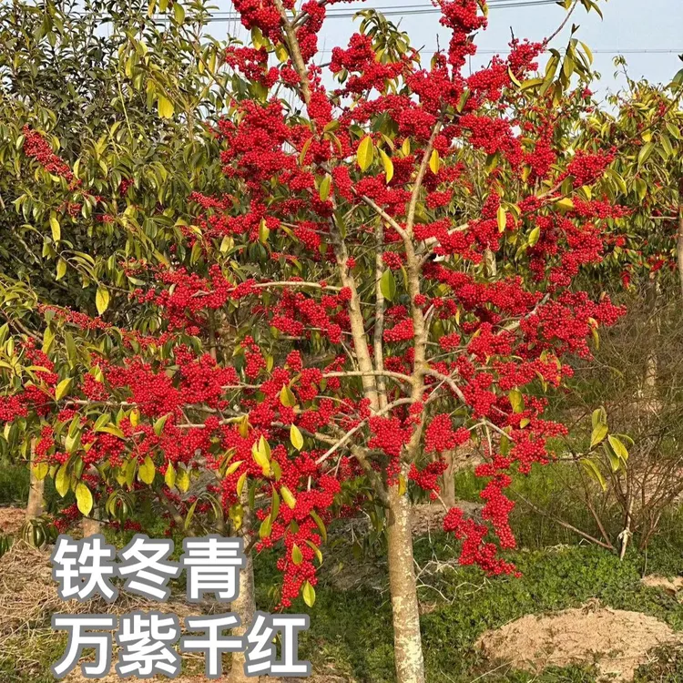 红果铁冬青树苗万紫千红耐寒庭院绿化植物盆栽绿植名贵苗木常绿
