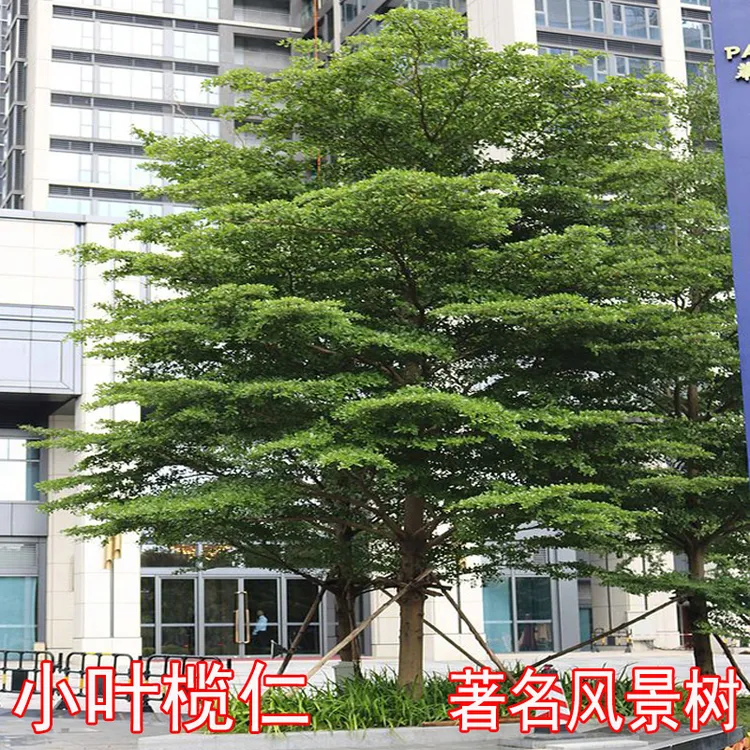 小叶榄仁树苗遮阳名贵风景树公园小区户外绿化树盆地栽榄仁雨伞树