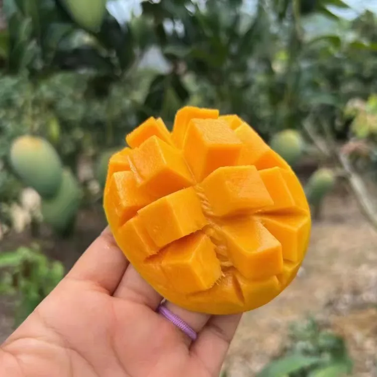 广西百色大台农芒果香甜多汁放软放黄后食用新鲜现摘