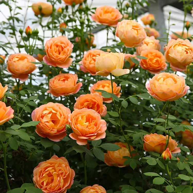 夏洛特夫人爬藤本月季玫瑰花苗盆栽鲜花花卉围墙庭院种植多季开花