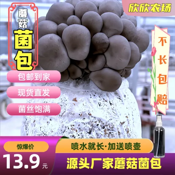秀珍菇菌包基地优选产品美味健康采摘自种自采可玩菌包种植精品