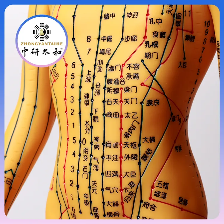 针灸经络穴位人体模型教学男女全身十二经络针灸模型数字定位新款