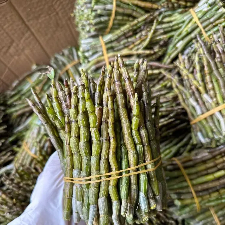 500克铁皮石斛鲜条 原生态铁皮石斛鲜条 鲜嫩多汁 化渣