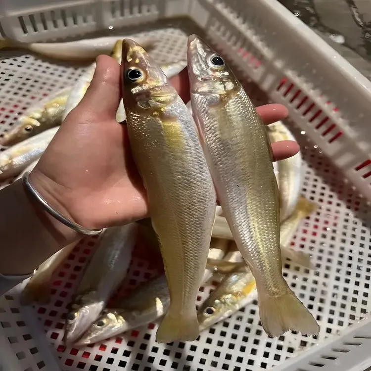 【五斤】广东惠来神泉本港沙尖鱼海鱼