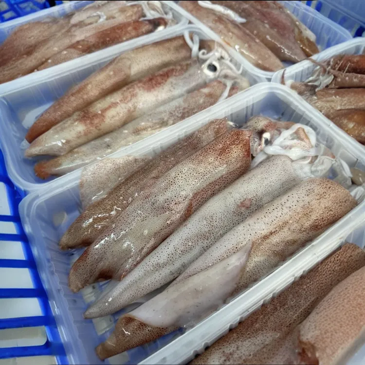 广东惠来神泉本港手钓鱿鱼海鱼脆甜