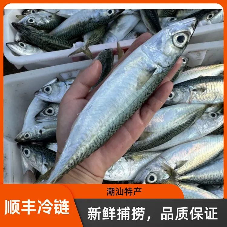 【五斤】潮汕广东惠来神泉本港花仙鱼