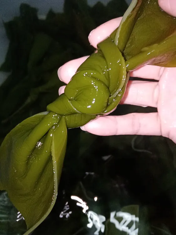 特产海带凉拌煲汤火锅佳品