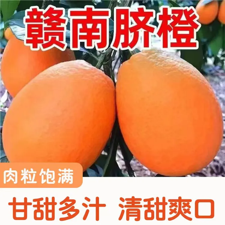 新鲜赣南脐橙当季采摘脐橙味充足现摘皮薄香甜特产多汁细腻橙子