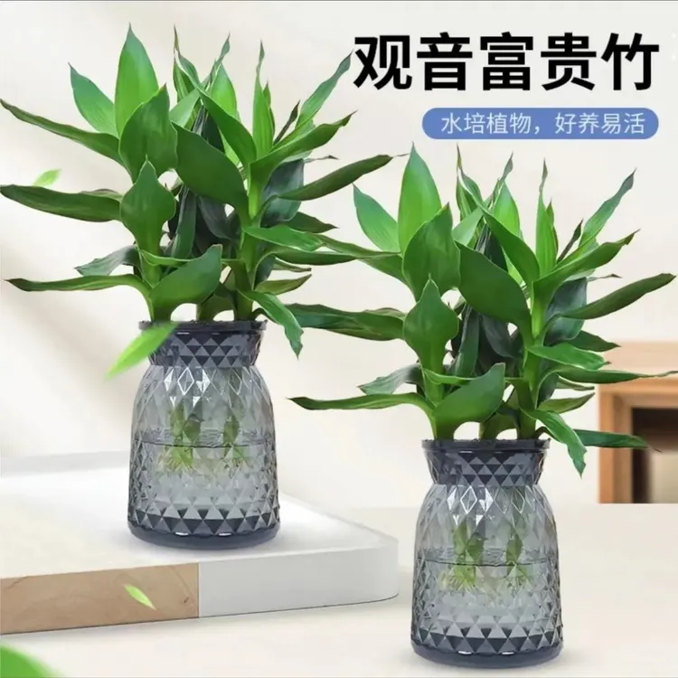 【拍1发2】观音竹水培植物办公室内盆栽客厅摆放绿植02