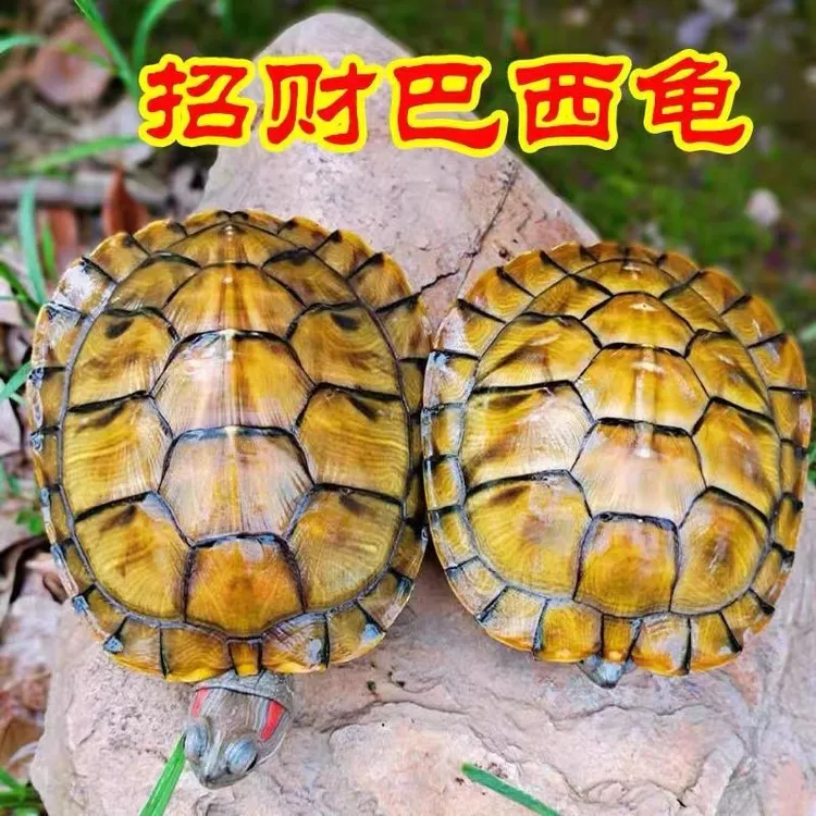【聚财龟】黄金龟招财龟巴西龟情侣乌龟小乌龟活物宠物观赏长寿活体