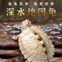 地图龟深水鱼缸混养小乌龟黑瘤活物水龟地图龟观赏龟苗宠物招财龟