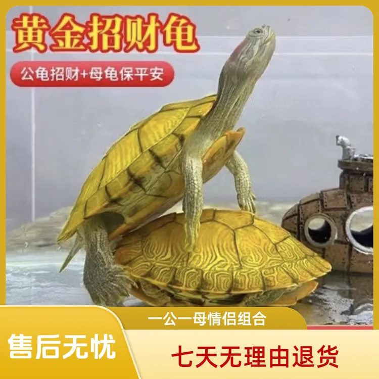 【招财龟】巴西龟情侣乌龟下蛋小乌龟活物宠物观赏长寿活体乌龟龟苗