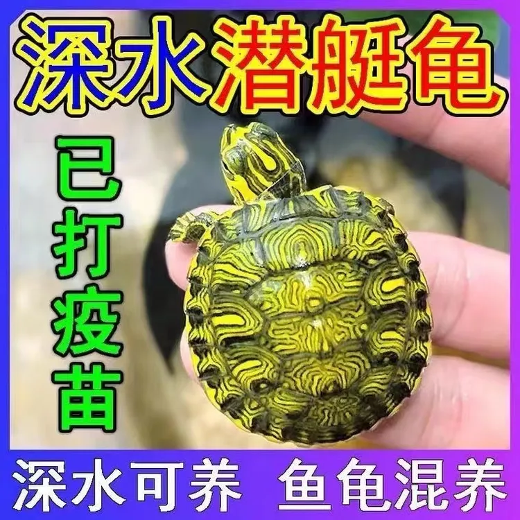 鱼缸混养小乌龟深水黄耳龟活物稀有纯种会吃粪乌龟冷水观赏宠物龟
