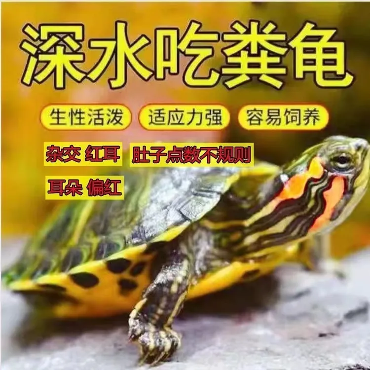 【鱼缸混养】黄耳吃粪龟深水龟纯种稀有侧劲冷水族观赏宠物小乌龟