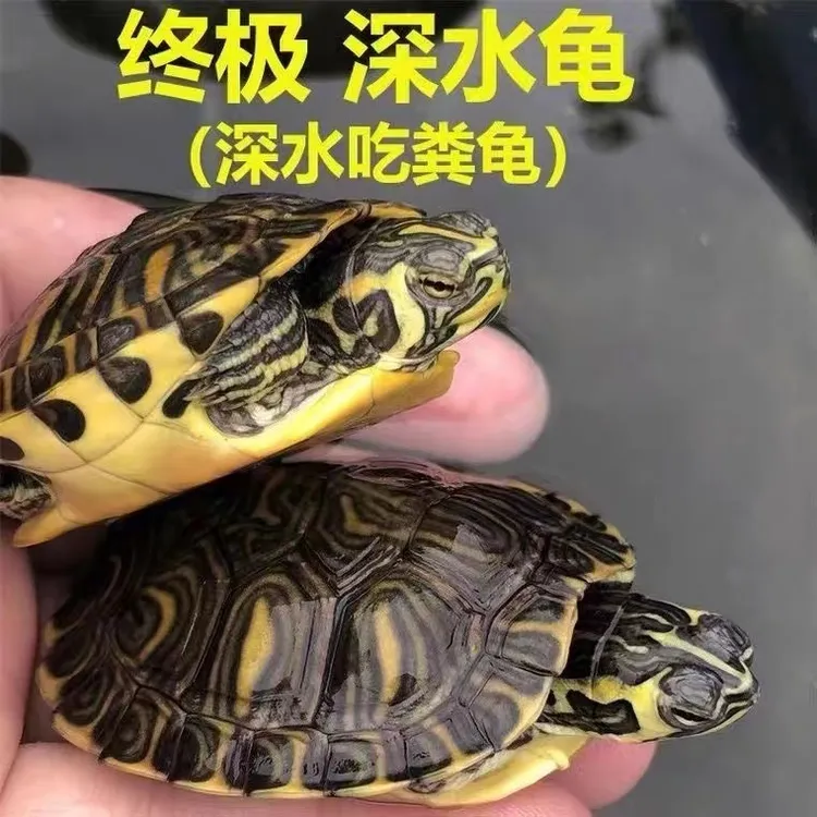 黄耳吃粪龟深水龟鱼缸混养纯种稀有侧劲冷水族观赏宠物小乌龟活物