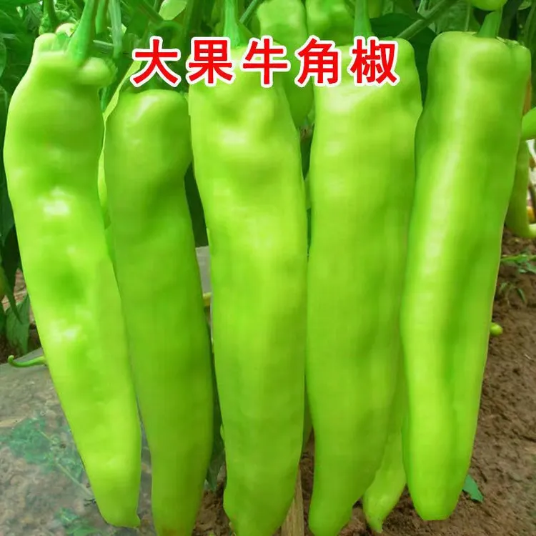 特大牛角椒秧苗大果羊角青椒尖椒辣椒种籽种苗高产春季蔬菜苗