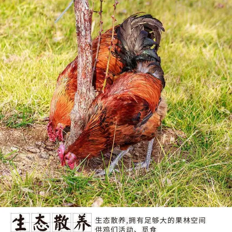 2只 正宗散养大公鸡 【加内脏（7两）两只共8.5斤 黑黄脚随机】