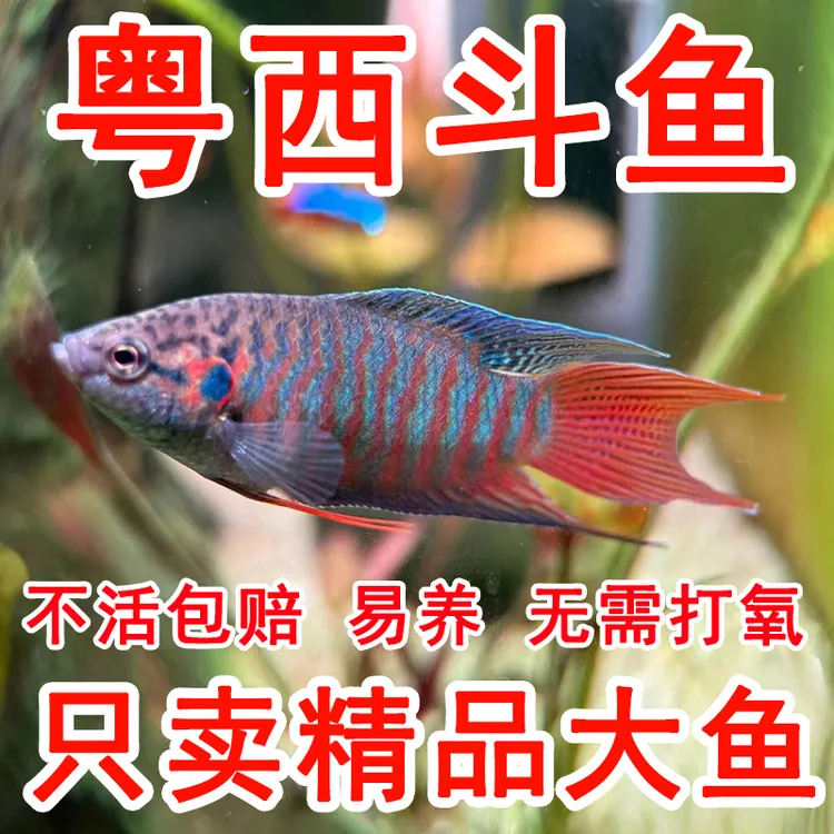 斗鱼饲料活体活鱼冷水淡水观赏鱼小型菩萨鱼苗原生鱼新手好养金鱼