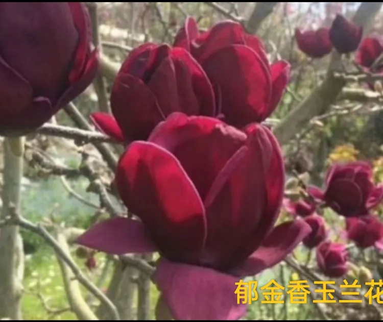 新品种【郁金香玉兰】三季开花