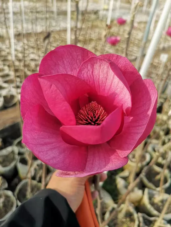 新品种【荷韵玉兰花】（浓香）盆栽地栽