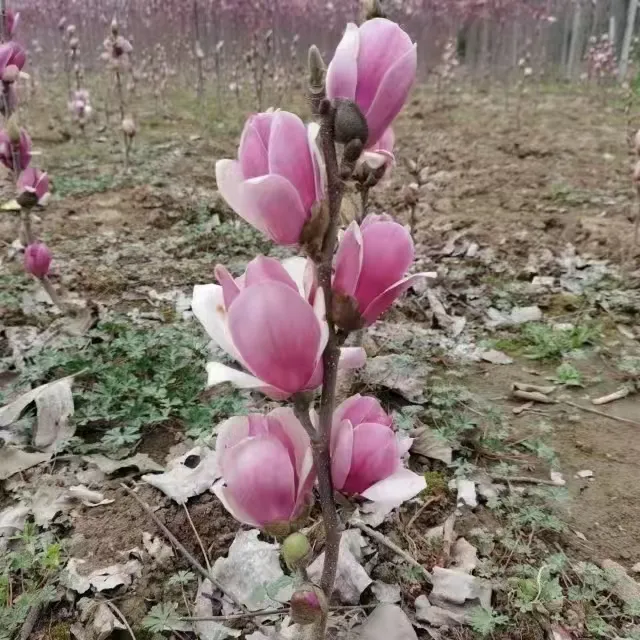 如意玉兰盆栽苗三季开花