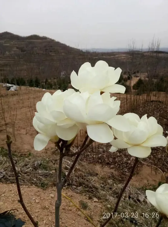大花白牡丹玉兰花（浓香型）春夏两季开花阳台庭院绿化工程