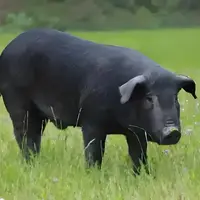 【晓夕专属】【顺丰包邮】大别山散养黑毛土猪肉【现场称重】