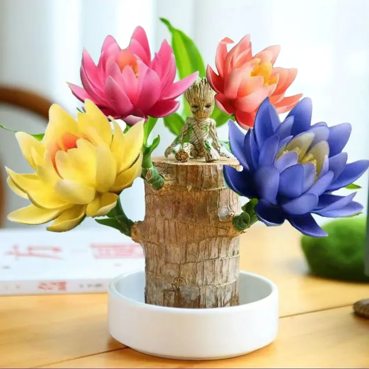 【可开花】巴西木水养格鲁特净化空气水培幸运室内花卉四季盆栽绿植商品图