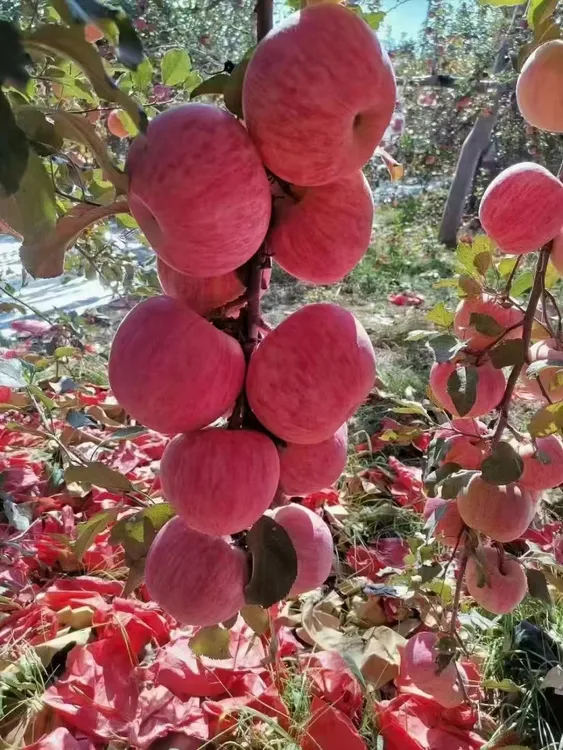 吉县新鲜红富士苹果原产地现摘现发