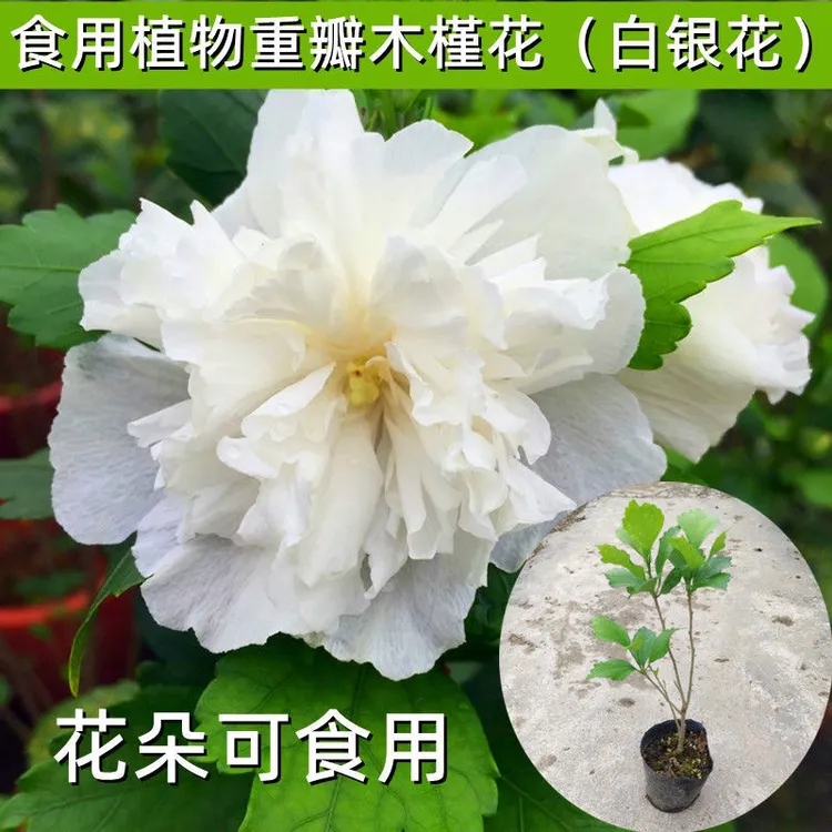 白银花可食用盆栽 纯白木槿花树苗庭院植物广东发货带叶生长养护